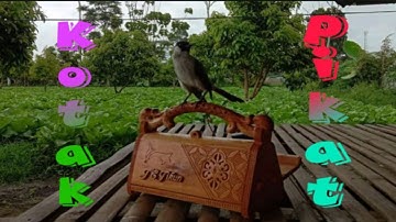 Kotak pikat kutilang garut