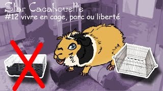 les habitats du cochon d'Inde : cage, parc et liberté 