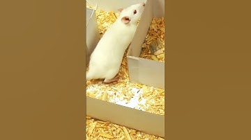 What is a Maze? 🧩 #shortsforkids #oliverandlucas #maze