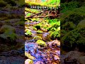 Nature Sounds Meditation 🌿 528Hz Healing Frequency for Stress Relief & Deep Calm #shorts