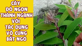 Tác dụng của cây thành ngạnh - Mua Cây Đỏ Ngọn Ở Đâu Tốt