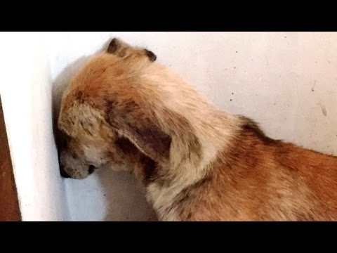 Abused Dog Stares at Wall for Days After Being Rescued