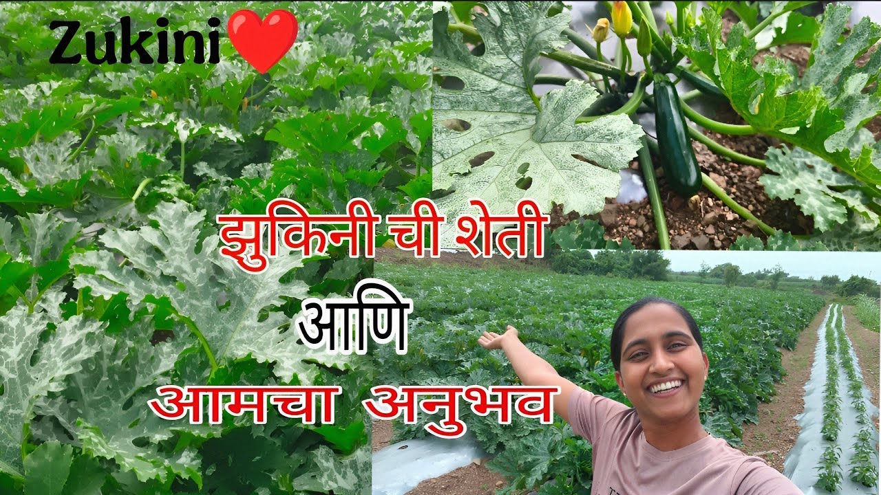 आमची झुकिनी ची शेती आणि आमचा अनुभव 🌿