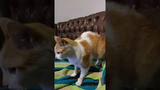 Leo E Suas Safadezas