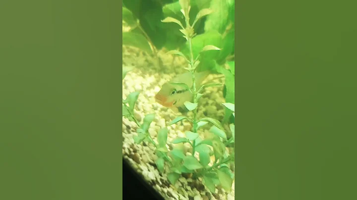 firemouth cichlid getting use to camera - DayDayNews