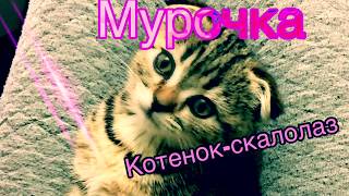 КОТЁНОК-СКАЛОЛАЗ Мурочка 2 месяца