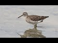 Wood Sandpiper Wood Sandpiper