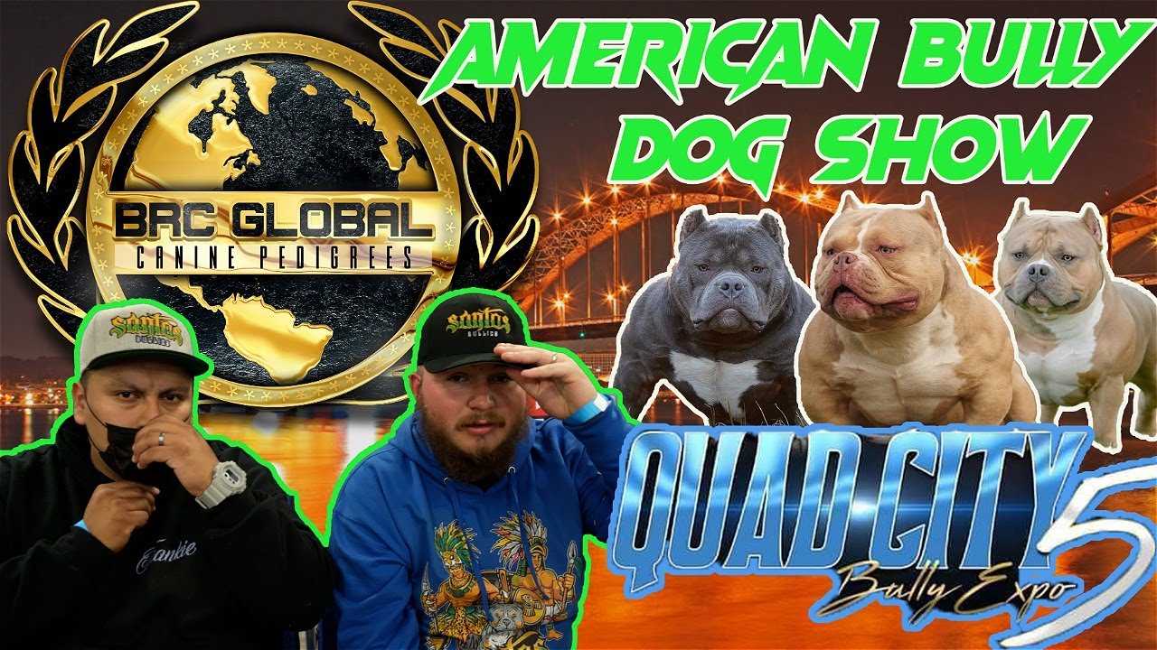 AMERICAN BULLY SHOW QUAD CITY BULLY EXPO SHOW!!! YouTube