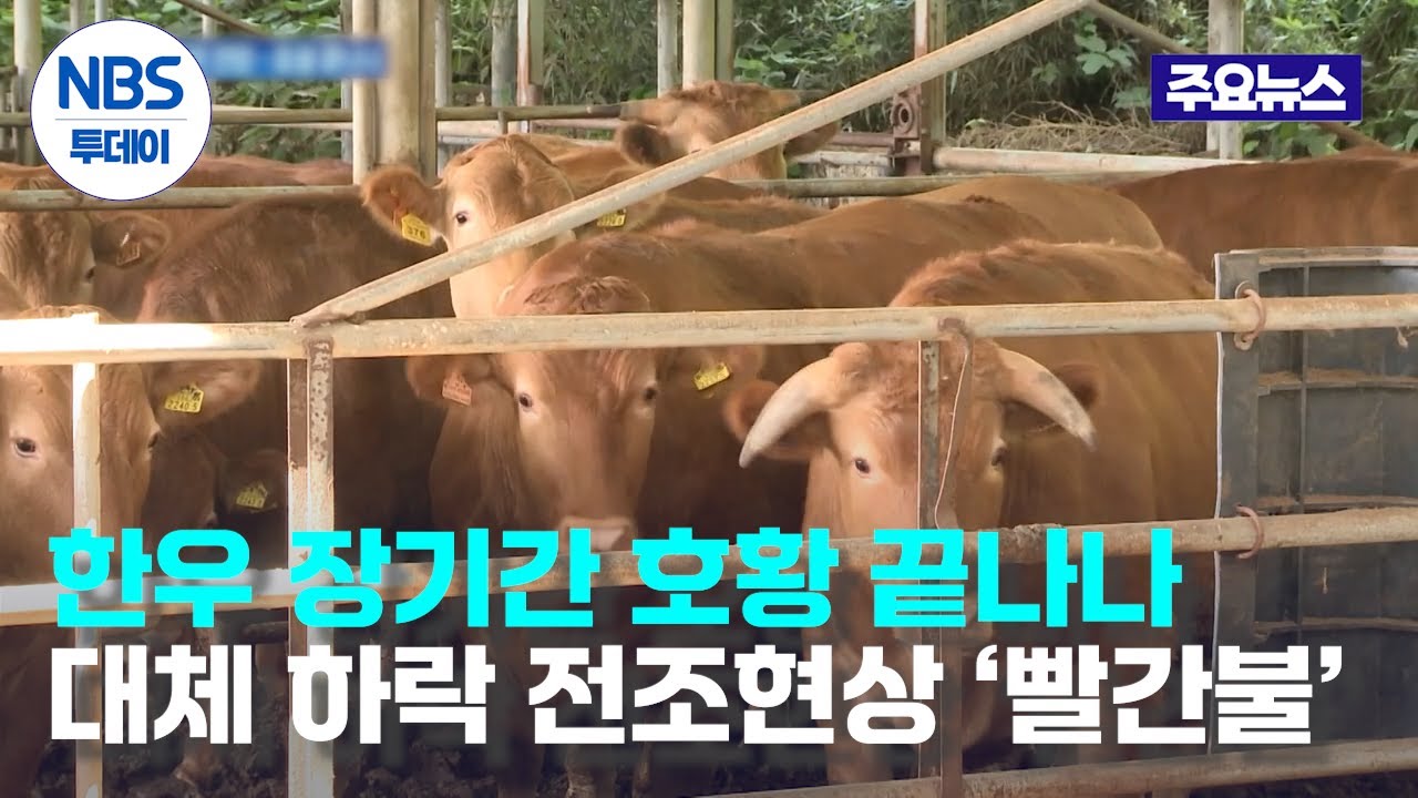 한우 장기간 호황 끝나나...대체 하락 전조현상 ‘빨간불’