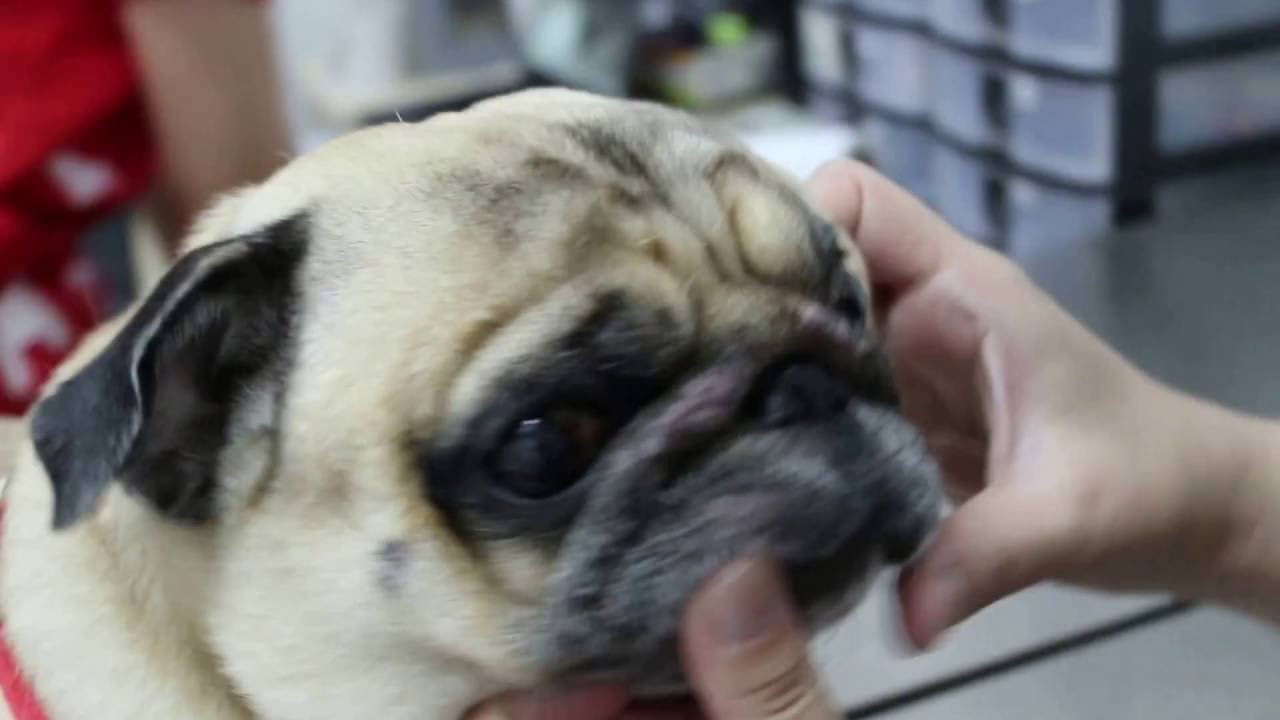 why do pugs get pimples