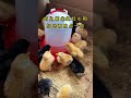 #科普 #饲养员日常 #搞笑 #科普 #饲养员日常 #搞笑