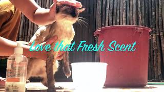 HOW TO BATHE YOUR CAT | Snowy having her bath! by SNOWY THE MAGNIFICAT 150 views 4 years ago 1 minute, 40 seconds