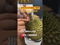 两招分辨马来西亚猫山王榴莲#榴莲 #猫山王榴莲 #durian #musangking  #旅行