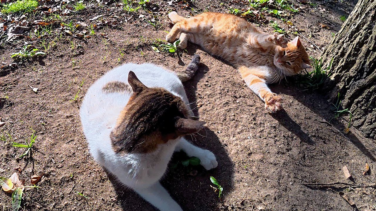 Something About This Spot Makes Cats Go CRAZY!