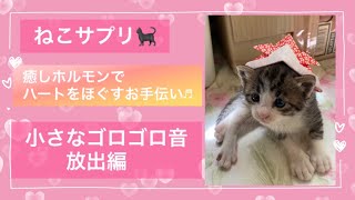 ねこサプリ】癒しのサプリメント効果「幸せホルモン放出作戦♬」 - YouTube
