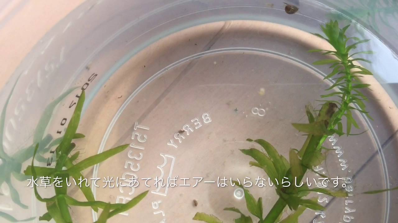 赤ちゃんめだか 稚魚 飼い方 室内 水草 Youtube