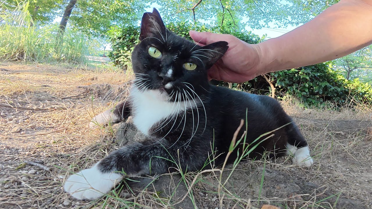 水を飲んでいた高齢のタキシード猫がノシノシとモフられに出てきた