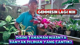 Download Lagu GEMMESIN LAGI NIH‼️DISINI TANAMAN HIASNYA BANYAK PILIHAN YANG CANTIK2  MP3