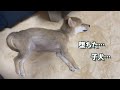 ホットカーペットの魔力に堕ちた子犬がこちらです！