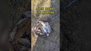25 жовтня РСК МАЯК, Дністер, Маяки #2025 #артуркарпіо #рибалка