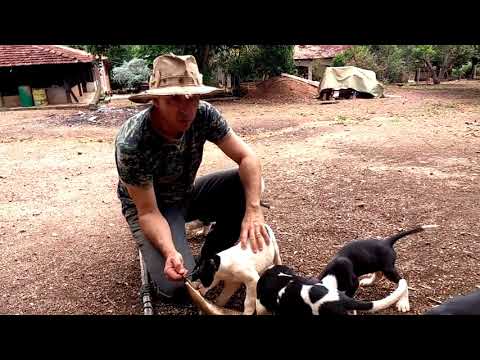 Vídeo: Escolhendo Um Cão De Caça