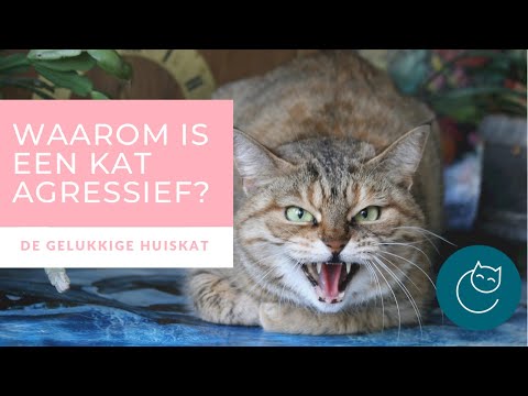 Video: Agressie Bij Katten (overzicht)