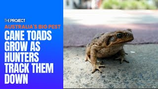 The Cane Toad Hunters Battling The Spreading Pests