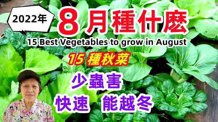 8月種什麼，15種秋菜，八月播種，九月採收到冬天，甚至能越冬，少蟲害，這2種豆能再種一茬 What to Grow in August - 天天要聞