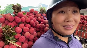 Vải Thiều Lục ngạn rớt giá thê thảm.ngày 10/6/2023.tại ngã ba áp,xã Tân Quang, H.lục ngạn .