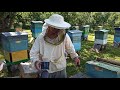 Пчеловодство №68 Объединение семей, перед медосбором