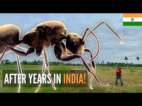 Video: 11 Gründe, Indien Im Sommer Zu Besuchen - Matador Network
