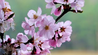 Assaf Ayalon - Giant Pot