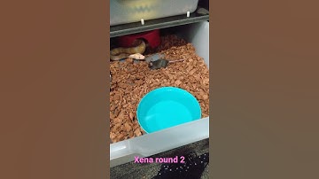 Live Ball Python feeding video ⚠️⚠️ warning ⚠️⚠️