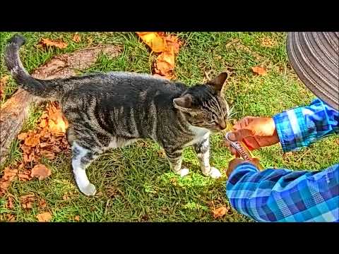 オアフ島から来た猫 On Cat Island, a cat came to see me off at the ferry! The