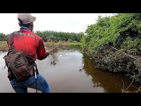 Video: Memancing Roach Di Padang Belantara