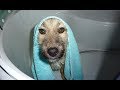 Homeless Dogs Heartwarming Reaction To Taking A Bath For The First Time