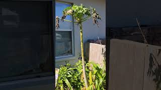 why I top my papaya trees gardening zone9 garden