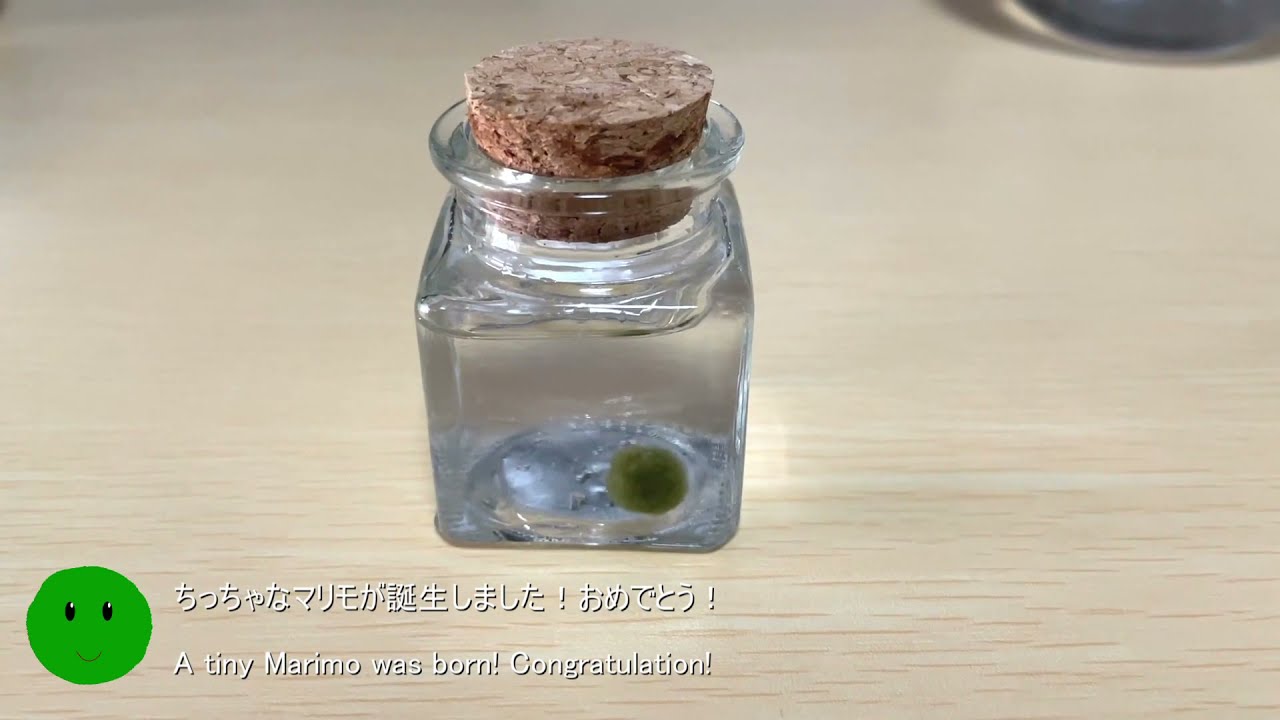 Marimo Moss Balls - Fascinating History, Create Your Own Display (Demo) and  Complete Care Guide! 