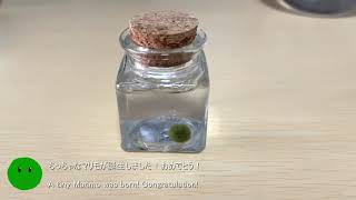 How to make tiny Marimo moss ball