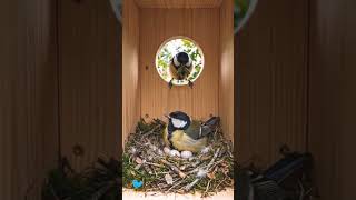 Inside a birdhouse: The life of blue tits. #birdsounds #birds #viral #birdhouse #birdslife