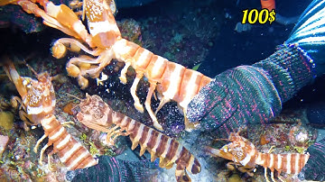 Lặn Biển Gặp Ổ TÔM TÍCH - Ốc Giác -Ốc Đỏ Bắt Mỏi Tay Cực Đã