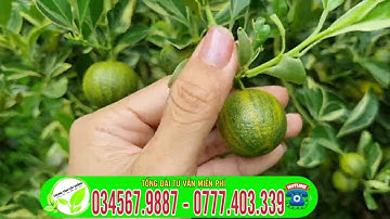 Tắc cẩm thạch cây độc lạ trồng phong thủy rất may mắn,