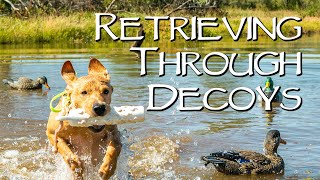 Train Your Labrador Puppy For Duck Hunting Situations