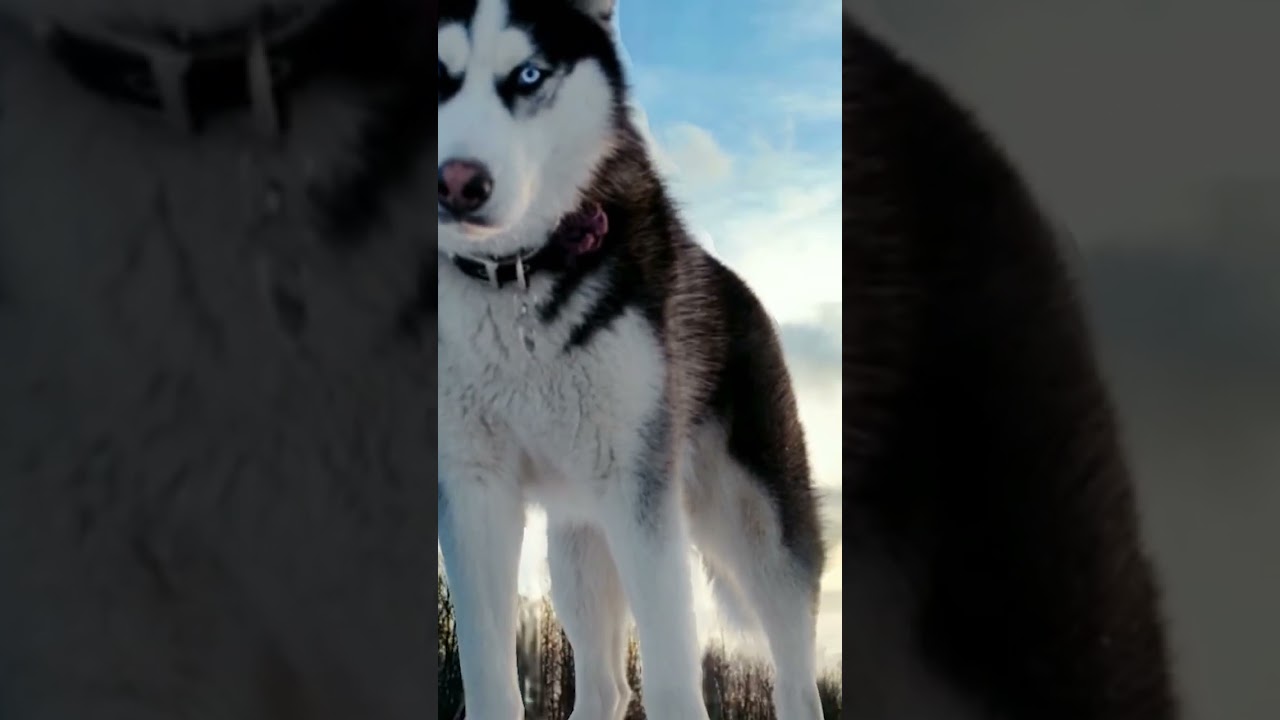 Baby Cute Animals Grow Up - Animals Transformation - TUN TUN Growing Up