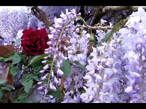 Vidéo: L'abondance De La Floraison De Juin