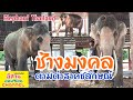 ชมบารมี❗ช้างเผือก❗พ่อพลายเอกชัย❗เป็นบุญตาที่ได้มาชม❗ | Elephant Thailand