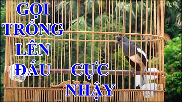 Chòe than mái kích Trống  || Chòe than mái mồi gọi trống LÊN ĐẤU CỰC ĐỈNH