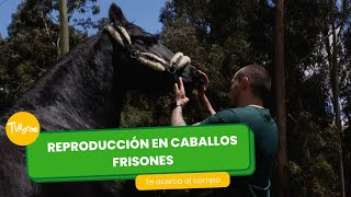 Reproducción en caballos frisones - TvAgro por Juan Gonzalo Angel Restrepo by TvAgro 868 views 3 days ago 22 minutes