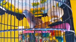 PERKUTUT BANGKOK SUARA LELAH UJUNG PANJANG RING PANDAWA BIRD FARM