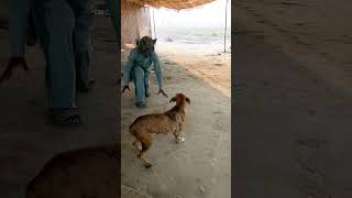 prank with dog best funny video #shorts #viral #funny #trending